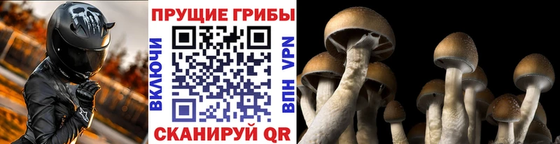 Псилоцибиновые грибы мицелий  MEGA маркетплейс  Ачхой-Мартан  купить  цена 